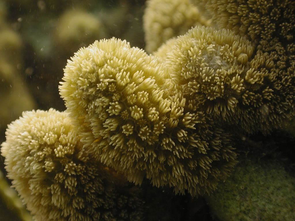 Porites furcata